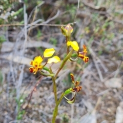 Diuris semilunulata (Late Leopard Orchid) at Wanniassa Hill - 2 Oct 2023 by Mike