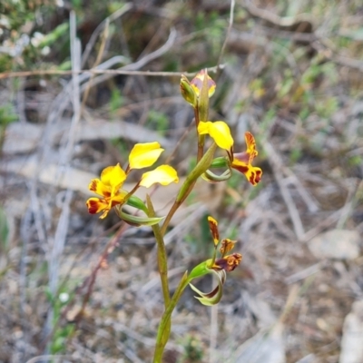 Diuris semilunulata (Late Leopard Orchid) at Wanniassa Hill - 2 Oct 2023 by Mike