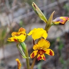 Diuris semilunulata at Tuggeranong, ACT - 2 Oct 2023