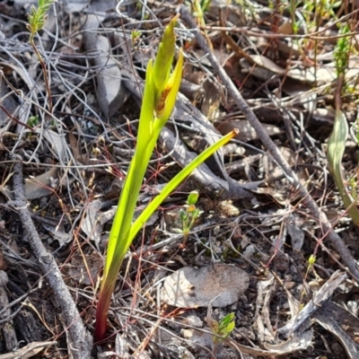 Diuris sp. (A Donkey Orchid) at Farrer, ACT - 2 Oct 2023 by Mike