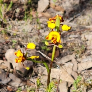 Diuris semilunulata at Tuggeranong, ACT - suppressed