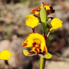 Diuris semilunulata at Tuggeranong, ACT - suppressed