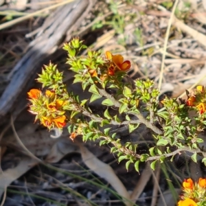 Pultenaea procumbens at Tuggeranong, ACT - 2 Oct 2023