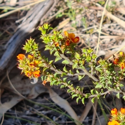 Pultenaea procumbens (Bush Pea) at Wanniassa Hill - 2 Oct 2023 by Mike