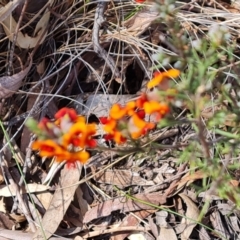 Dillwynia sericea (Egg And Bacon Peas) at Wanniassa Hill - 2 Oct 2023 by Mike