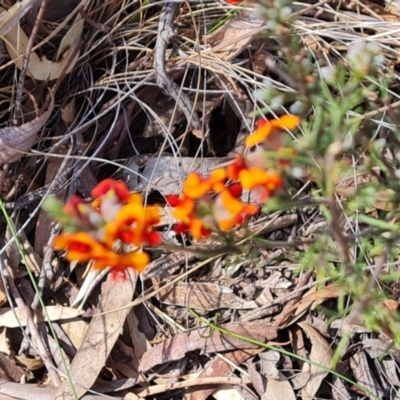 Dillwynia sericea (Egg And Bacon Peas) at Tuggeranong, ACT - 2 Oct 2023 by Mike