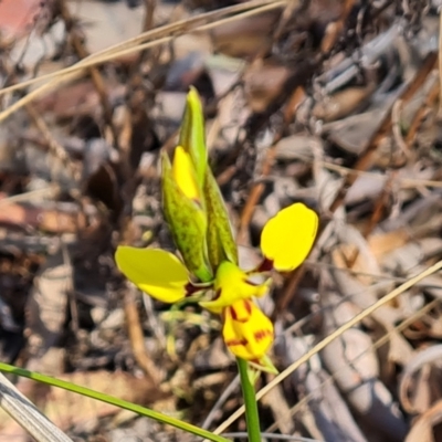 Diuris sulphurea (Tiger Orchid) at Tuggeranong, ACT - 2 Oct 2023 by Mike