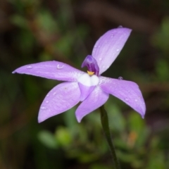 Glossodia major (Wax Lip Orchid) at Canberra Central, ACT - 2 Oct 2023 by RobertD