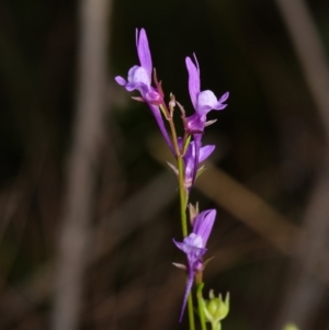 Linaria pelisseriana at Canberra Central, ACT - 2 Oct 2023