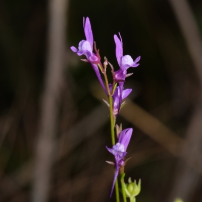 Linaria pelisseriana (Pelisser's Toadflax) at Canberra Central, ACT - 2 Oct 2023 by RobertD