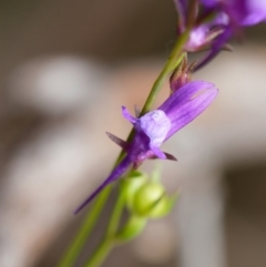 Linaria pelisseriana at Canberra Central, ACT - 2 Oct 2023 11:26 AM