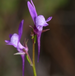 Linaria pelisseriana at Canberra Central, ACT - 2 Oct 2023 11:26 AM