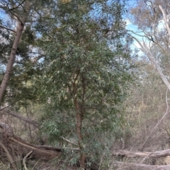 Hakea salicifolia (Willow-leaved Hakea) at Belconnen, ACT - 2 Oct 2023 by lbradley