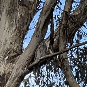 Podargus strigoides at Hackett, ACT - 2 Oct 2023 05:39 PM