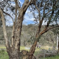 Podargus strigoides at Hackett, ACT - 2 Oct 2023 05:39 PM