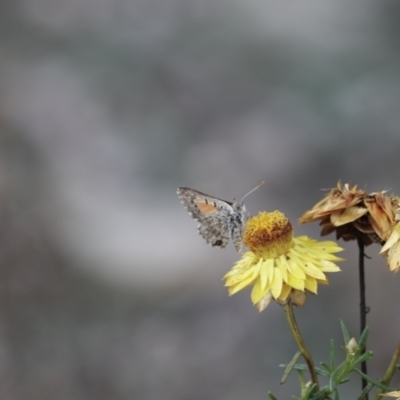 Lucia limbaria (Chequered Copper) at Katoomba Park, Campbell - 9 Feb 2023 by MargD