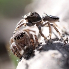 Maratus proszynskii (Peacock spider) at Namadgi National Park - 1 Oct 2023 by patrickcox