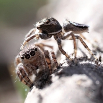 Maratus proszynskii (Peacock spider) at Rendezvous Creek, ACT - 2 Oct 2023 by patrickcox