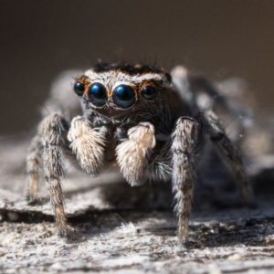 Maratus proszynskii at Rendezvous Creek, ACT - 2 Oct 2023 10:00 AM