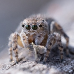 Maratus proszynskii at Rendezvous Creek, ACT - 2 Oct 2023