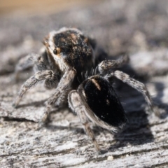 Maratus proszynskii at Rendezvous Creek, ACT - 2 Oct 2023 10:00 AM