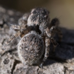 Maratus proszynskii at Rendezvous Creek, ACT - 2 Oct 2023