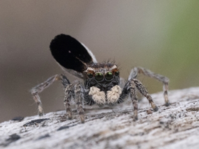 Maratus proszynskii (Peacock spider) at Rendezvous Creek, ACT - 2 Oct 2023 by patrickcox