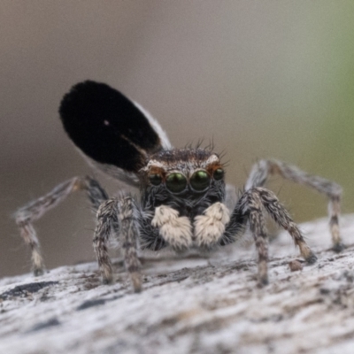 Maratus proszynskii (Peacock spider) at Rendezvous Creek, ACT - 1 Oct 2023 by patrickcox