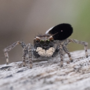 Maratus proszynskii at Rendezvous Creek, ACT - 2 Oct 2023