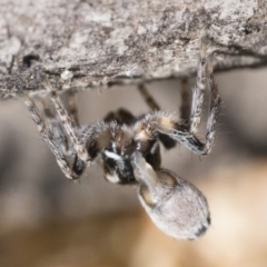 Maratus proszynskii at Rendezvous Creek, ACT - 2 Oct 2023