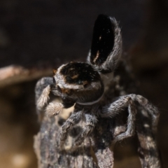 Maratus proszynskii at Rendezvous Creek, ACT - 2 Oct 2023