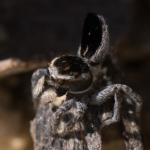 Maratus proszynskii at Rendezvous Creek, ACT - 2 Oct 2023