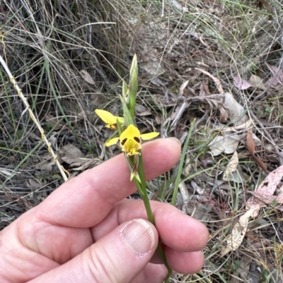 Diuris sulphurea (Tiger Orchid) at Aranda, ACT - 2 Oct 2023 by lbradley