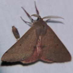 Arhodia lasiocamparia (Pink Arhodia) at Sheldon, QLD - 25 Aug 2007 by PJH123