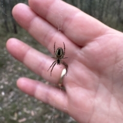 Plebs eburnus (Eastern bush orb-weaver) at Belconnen, ACT - 2 Oct 2023 by lbradley