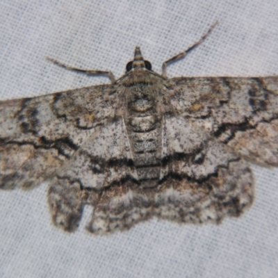 Cleora displicata (A Cleora Bark Moth) at Sheldon, QLD - 25 Aug 2007 by PJH123