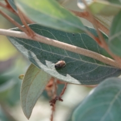 Automolius sp. (genus) (Scarab or Chafer beetle) at Katoomba Park, Campbell - 9 Feb 2023 by MargD