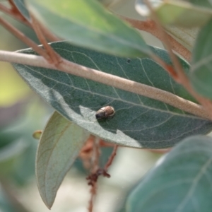 Automolius sp. (genus) at Campbell, ACT - 10 Feb 2023