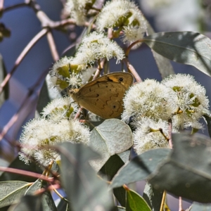 Heteronympha merope at Higgins, ACT - 2 Oct 2023 12:29 PM