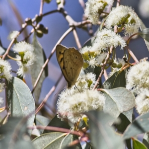 Heteronympha merope at Higgins, ACT - 2 Oct 2023 12:29 PM