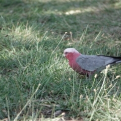 Eolophus roseicapilla (Galah) at Katoomba Park, Campbell - 9 Feb 2023 by MargD