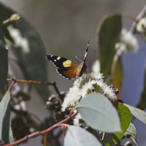 Vanessa itea at Higgins, ACT - 2 Oct 2023 12:31 PM