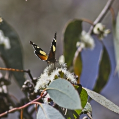Vanessa itea at Higgins, ACT - 2 Oct 2023 12:31 PM