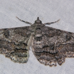 Cleora goldfinchi (4-spotted Bark Moth) at Sheldon, QLD - 25 Aug 2007 by PJH123