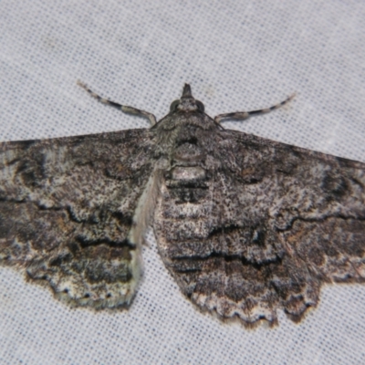 Cleora goldfinchi (4-spotted Bark Moth) at Sheldon, QLD - 25 Aug 2007 by PJH123