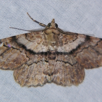 Cleora repetita (Ennominae) at Sheldon, QLD - 25 Aug 2007 by PJH123