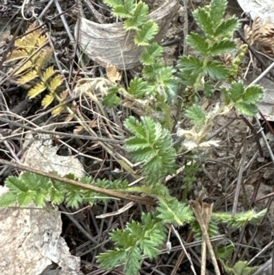 Acaena x ovina (Sheep's Burr) at Aranda, ACT - 2 Oct 2023 by lbradley