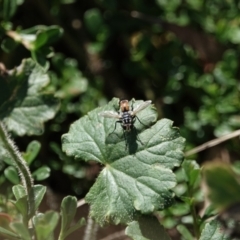 Tachinidae (family) (Unidentified Bristle fly) at Campbell, ACT - 9 Feb 2023 by MargD