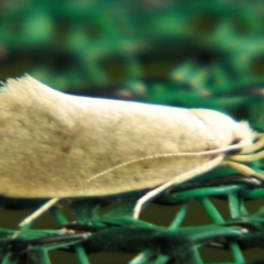 Chezala (genus) (A Concealer moth (Chezala Group)) at Sheldon, QLD - 25 Aug 2007 by PJH123