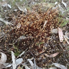 Unidentified Moss, Liverwort or Hornwort at Belconnen, ACT - 2 Oct 2023 by lbradley